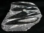 Polished Orthoceras (Cephalopod) Plate - #12118-1